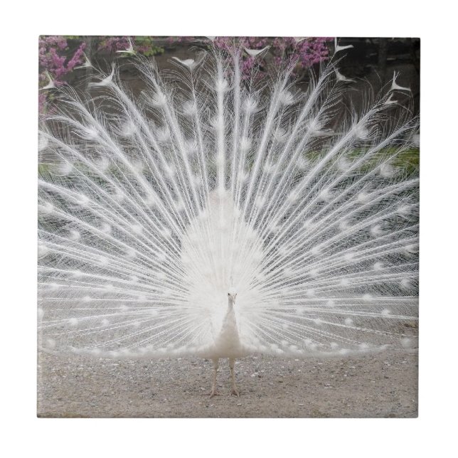 weißer Pfau Fliese (Vorderseite)