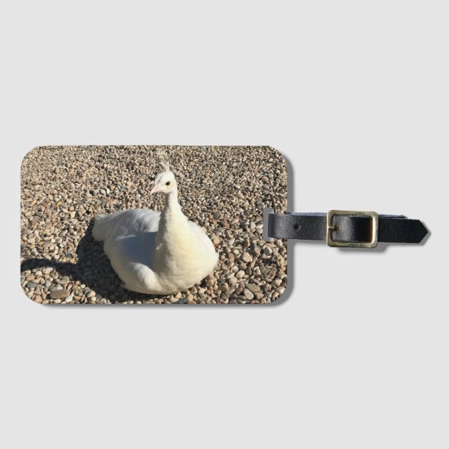 Weißer Pfau, Idaho Gepäckanhänger (Vorderseite (Horizontal))