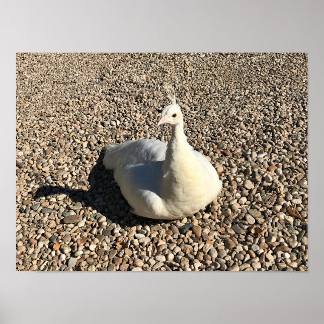 Weißer Pfau, Idaho Poster (Vorne)