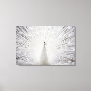 Weißer Pfau Leinwanddruck