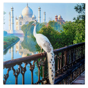 Weißer Pfau mit Blick auf den Taj Mahal Fliese