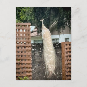 Weißer Pfau Postkarte