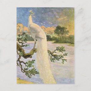 Weißer Pfau Postkarte