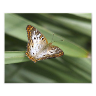 Weißer Pfau-Schmetterling Fotodruck