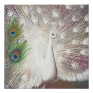 Weißer Pfau und grüne Pfau-Federkunst drucken Fotodruck