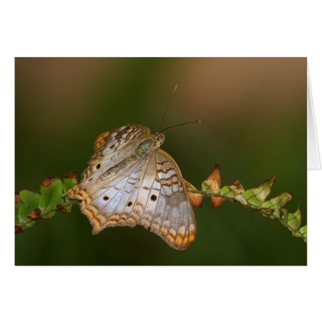 Weißer Pfauenschmetterling auf Blätter (Vorderseite (Horizontal))