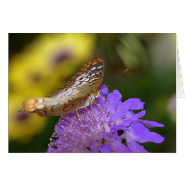 Weißer Pfauenschmetterling auf lila Blüte (Vorderseite (Horizontal))