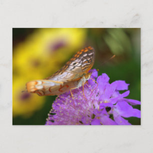 Weißer Pfauenschmetterling auf lila Blüte Postkarte