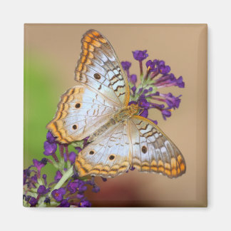 Weißer Pfauenschmetterling auf violetten Blumen Magnet