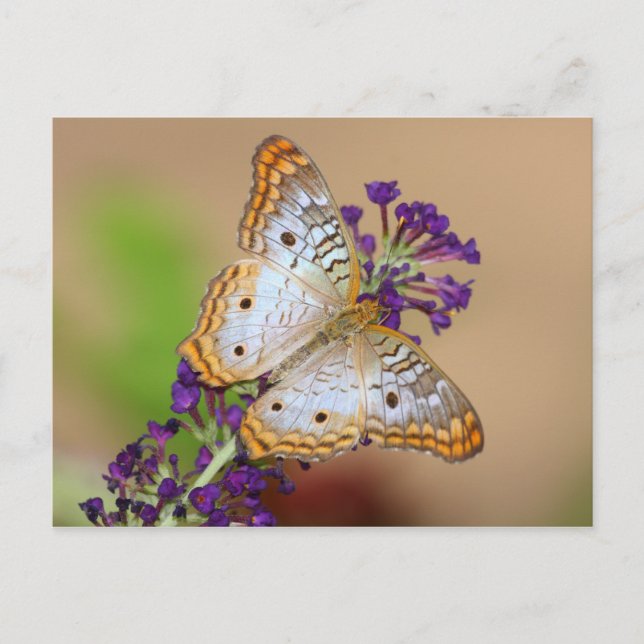 Weißer Pfauenschmetterling auf violetten Blumen Postkarte (Vorderseite)