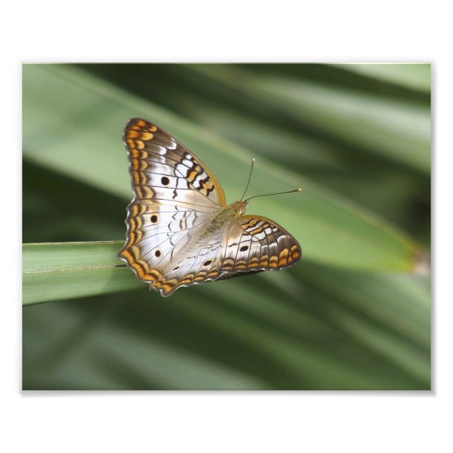 Weißer Pfauenschmetterling. Fotodruck (Vorne)