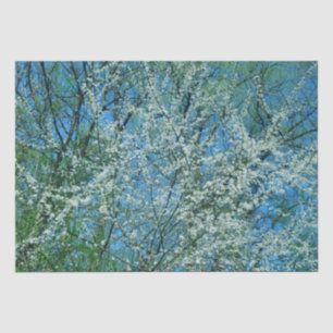 Weißer Pflaumenbaum Seidenpapier