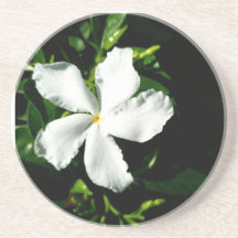 Weißer Pinwheel Jasmine in Sonnenlicht