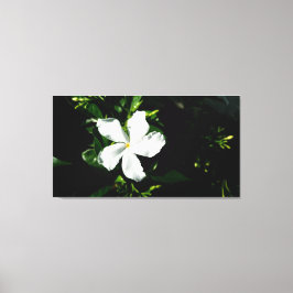 Weißer Pinwheel Jasmine in Sonnenlicht Leinwanddruck
