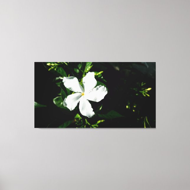 Weißer Pinwheel Jasmine in Sonnenlicht Leinwanddruck (Vorderseite)