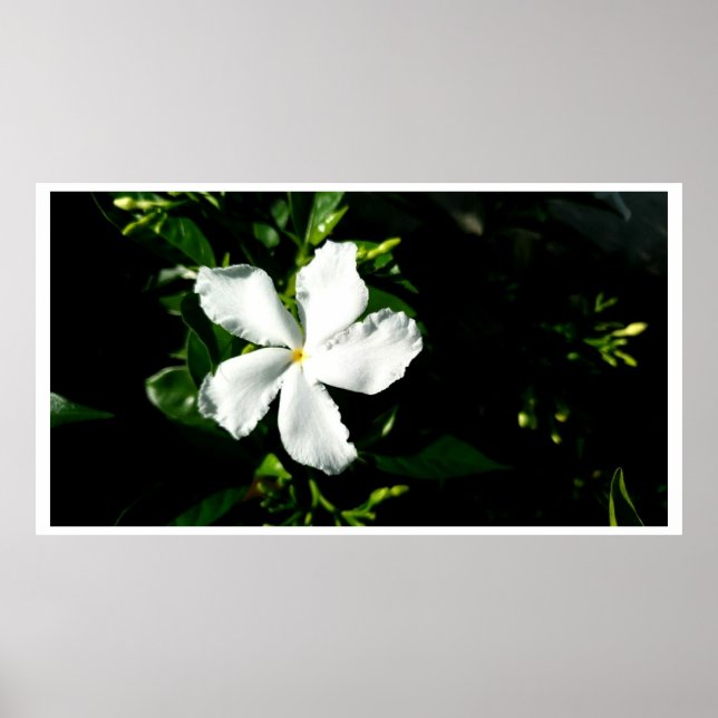 Weißer Pinwheel Jasmine in Sonnenlicht Poster (Vorne)