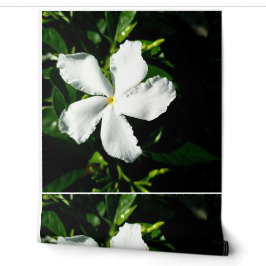 Weißer Pinwheel Jasmine in Sonnenlicht Tapete