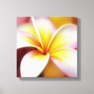 Weißer Plumeriafrangipani-Hawaii-Blumen-Hawaiiane Leinwanddruck