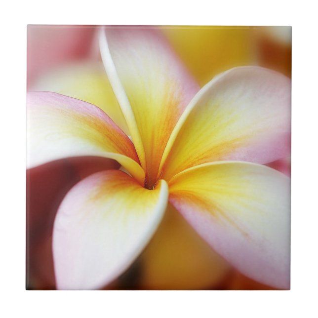 Weißer Plumeriafrangipani-Hawaii-Blumen-Hawaiianer Fliese (Vorderseite)