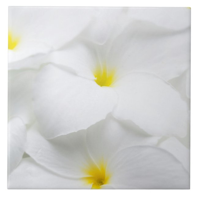 Weißer Plumeriafrangipani-hawaiische tropische Fliese (Vorderseite)
