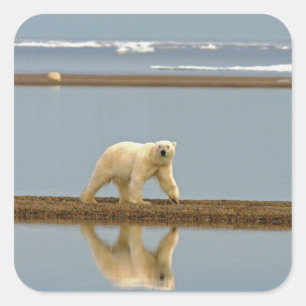 Weißer Polar Quadratischer Aufkleber