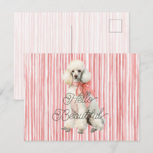 Weißer Pudel Hund Hallo Schön Postkarte