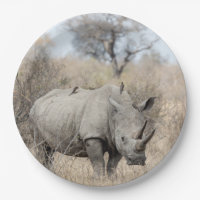 Weißer Rhino