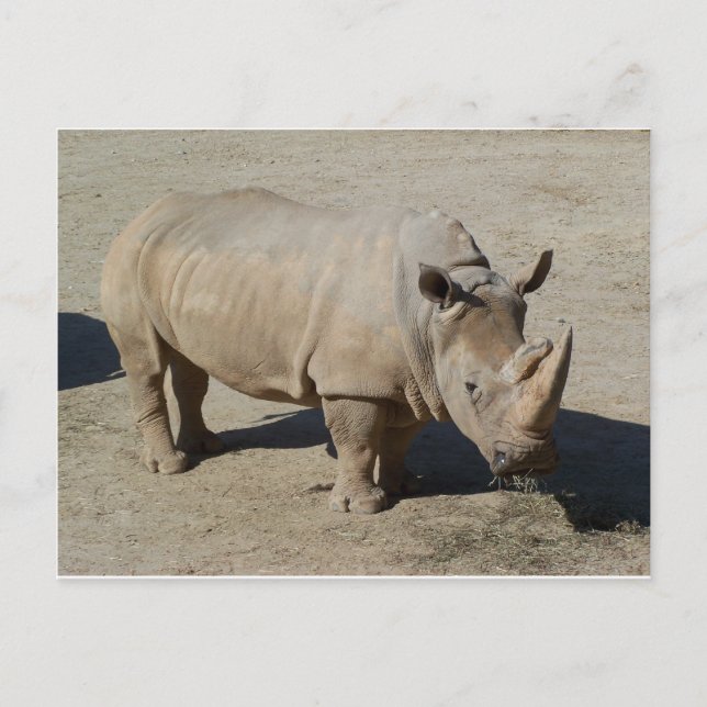 Weißer Rhinoceros Rhino Ganzkörper Postkarte (Vorderseite)
