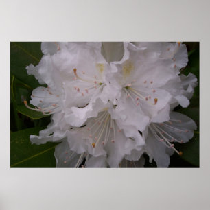 Weißer Rhododendron in Bloom Poster