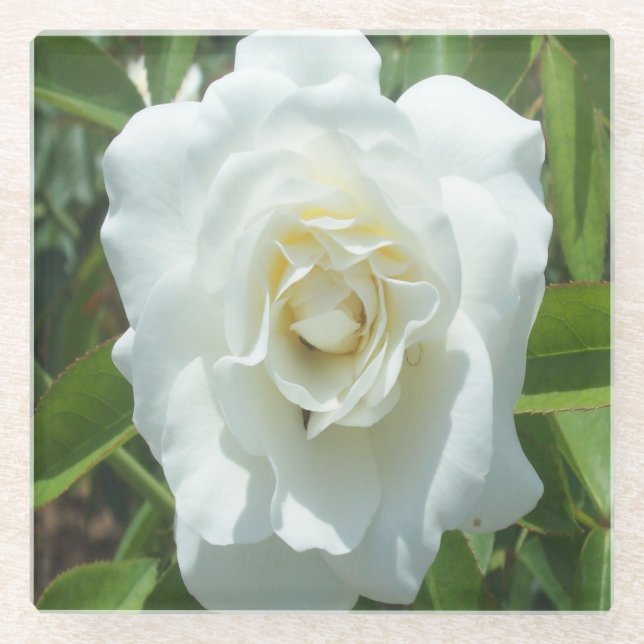 Weißer Rose Foto Quadrat Untersetzer (Vorderseite)
