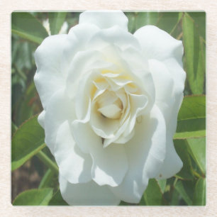 Weißer Rose Foto Square Untersetzer