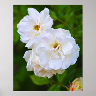 Weißer Rosen in Blüte Poster