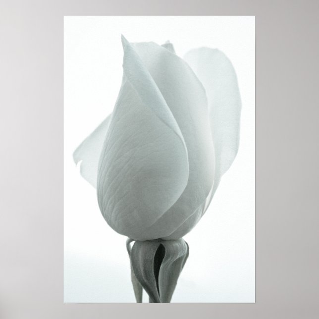 Weißer Rosenknospe ... Poster (Vorne)