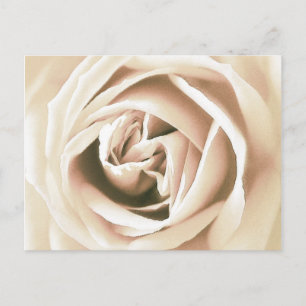 Weißer Rosenprint Postkarte