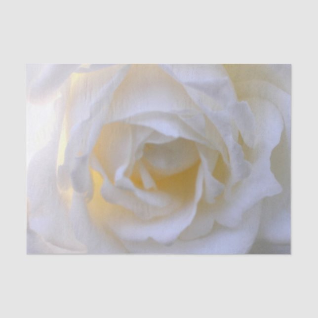 Weißer Rosenweiche Seidenpapier (Vorderseite)