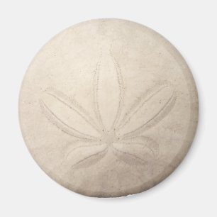 Weißer Sand-Dollar-Magnet Magnet