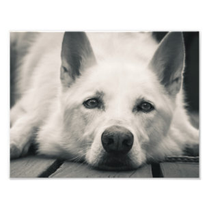 Weißer Schäfer-Hund auf der Plattform Fotodruck