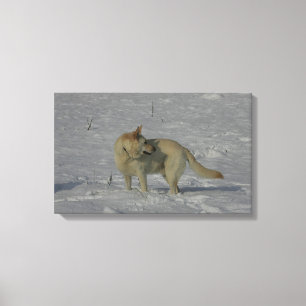 Weißer Schäferhund im Schnee Leinwanddruck