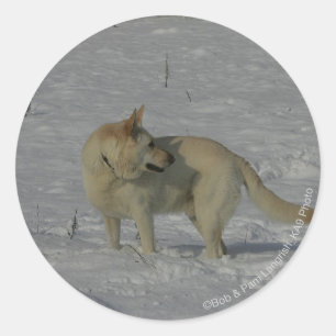 Weißer Schäferhund im Schnee Runder Aufkleber