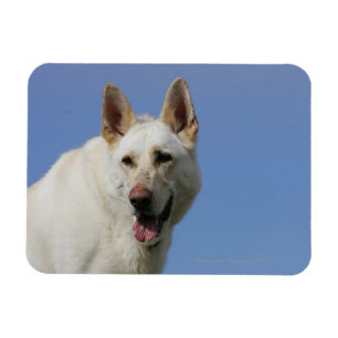 Weißer Schäferhund Magnet