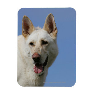 Weißer Schäferhund Magnet