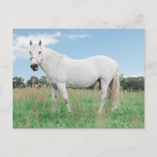 weißer Schimmel auf einer Wiese Postkarte