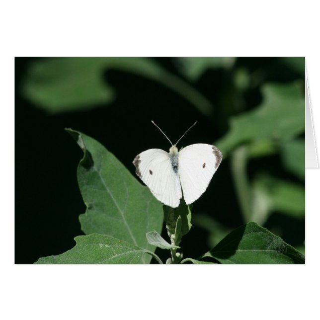 Weißer Schmetterling (Vorderseite (Horizontal))