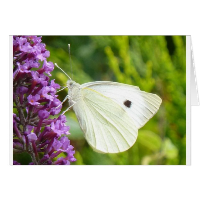 Weißer Schmetterling 1 (Vorderseite (Horizontal))