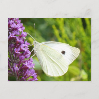 Weißer Schmetterling 1 Postkarte