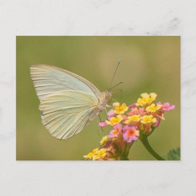 Weißer Schmetterling auf rosa Blume Postkarte (Vorderseite)