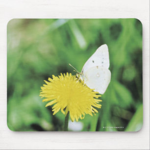 Weißer Schmetterling, der auf einem Löwenzahn Mousepad