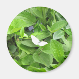 Weißer Schmetterling Magnet