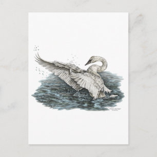 Weißer Schwan auf dem Wasser Postkarte