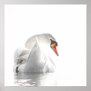 Weißer Schwan auf nebligem Wasser – Minimalistisch Poster